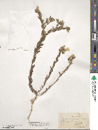 Linum pubescens image