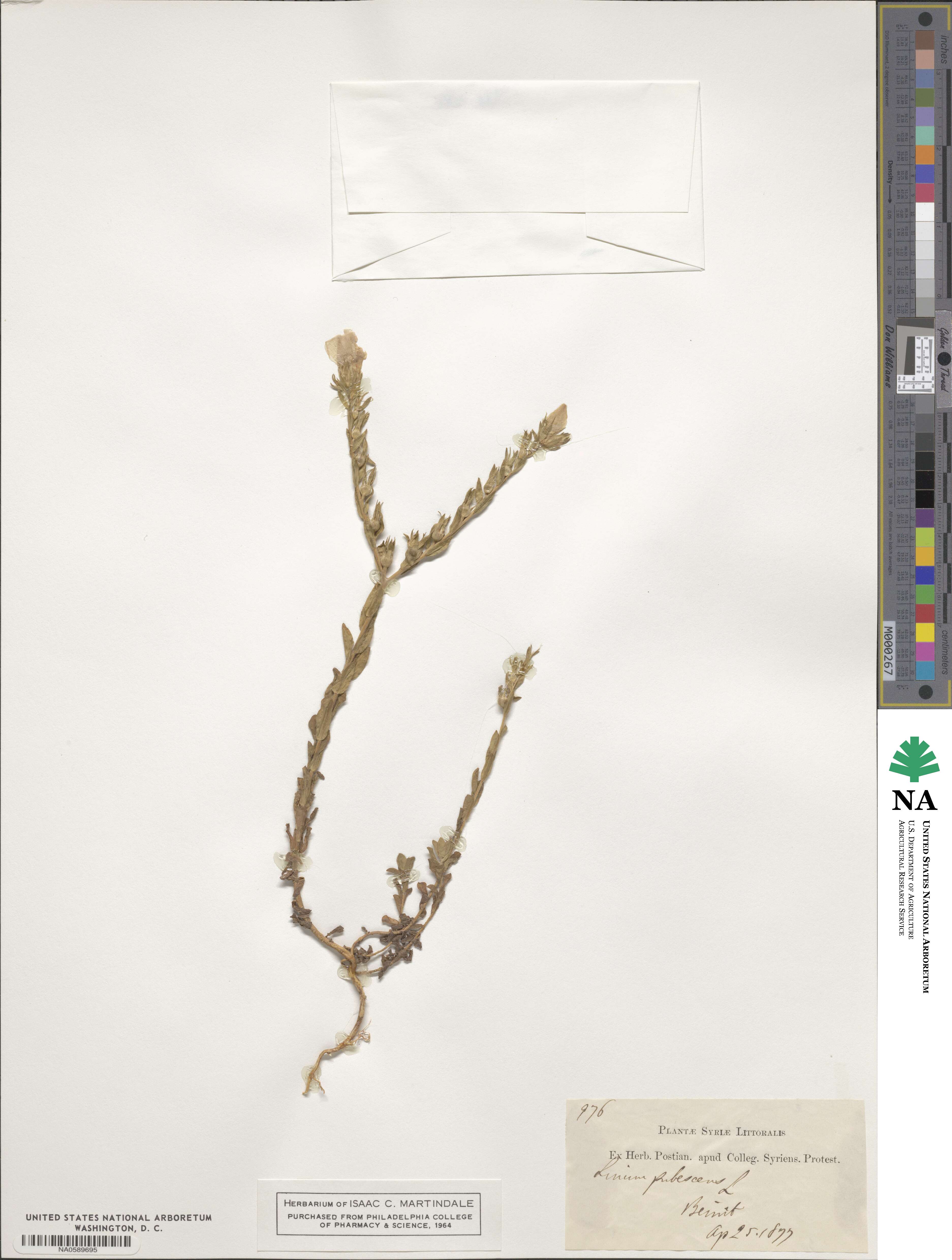 Linum pubescens image