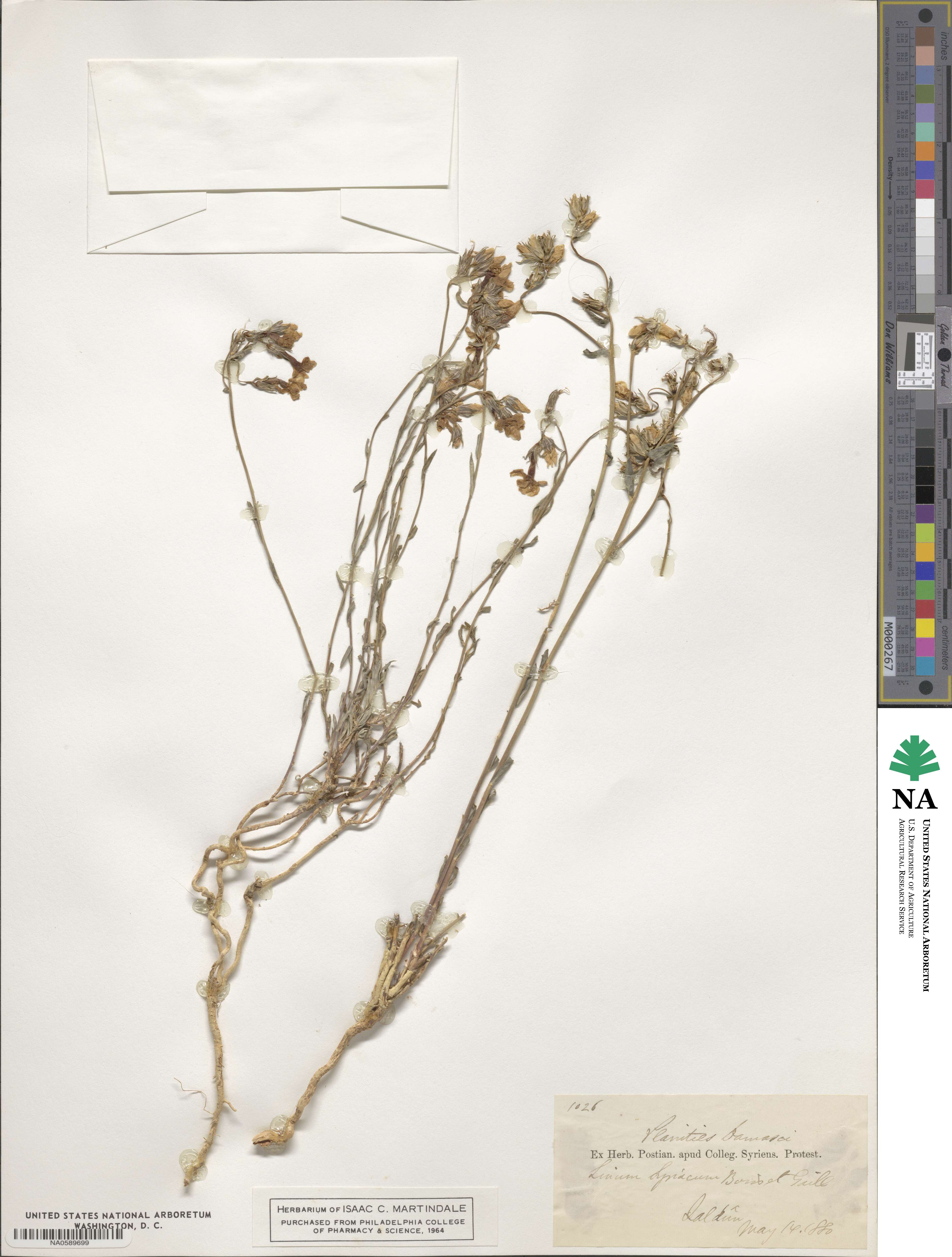 Linum mucronatum subsp. syriacum image