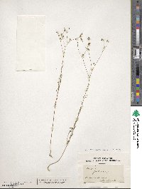 Linum strictum image