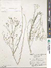 Linum trigynum image