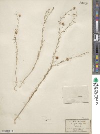 Linum austriacum subsp. austriacum image