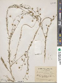 Linum austriacum image