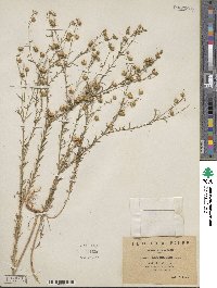 Linum austriacum subsp. austriacum image