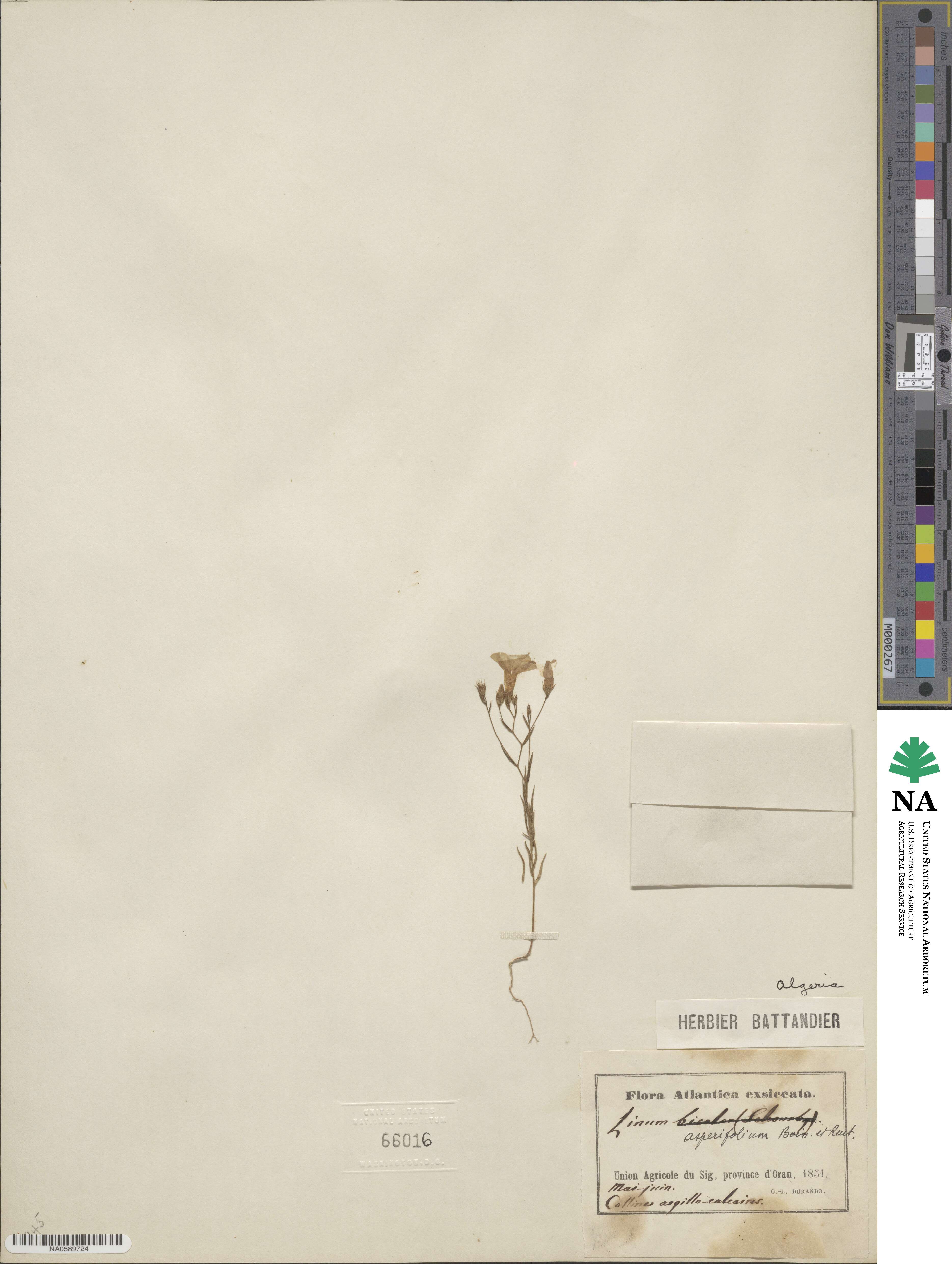 Linum corymbiferum subsp. asperifolium image