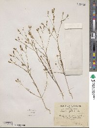 Linum strictum image