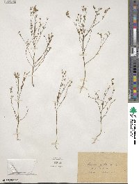 Linum strictum image