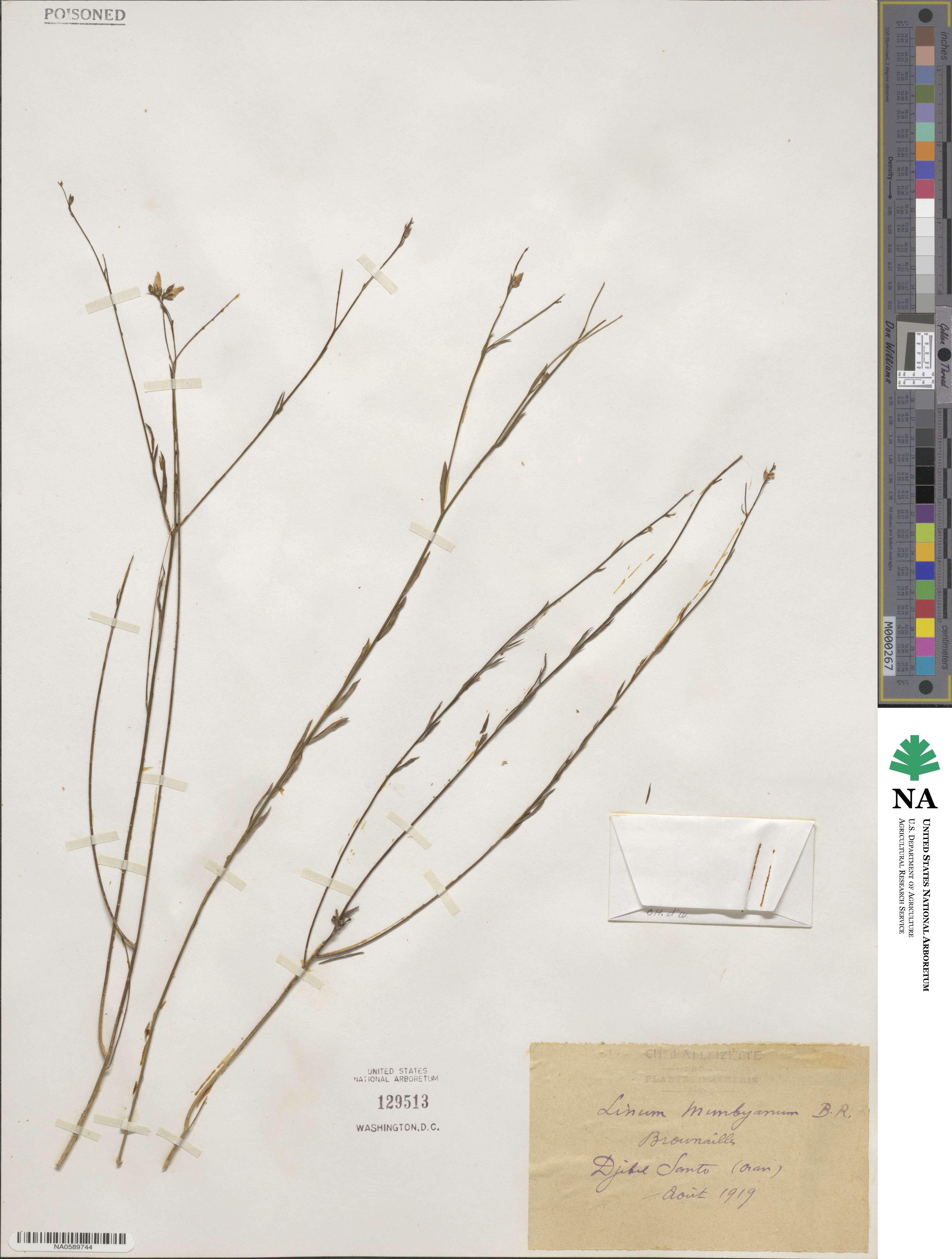 Linum tenue subsp. munbyanum image