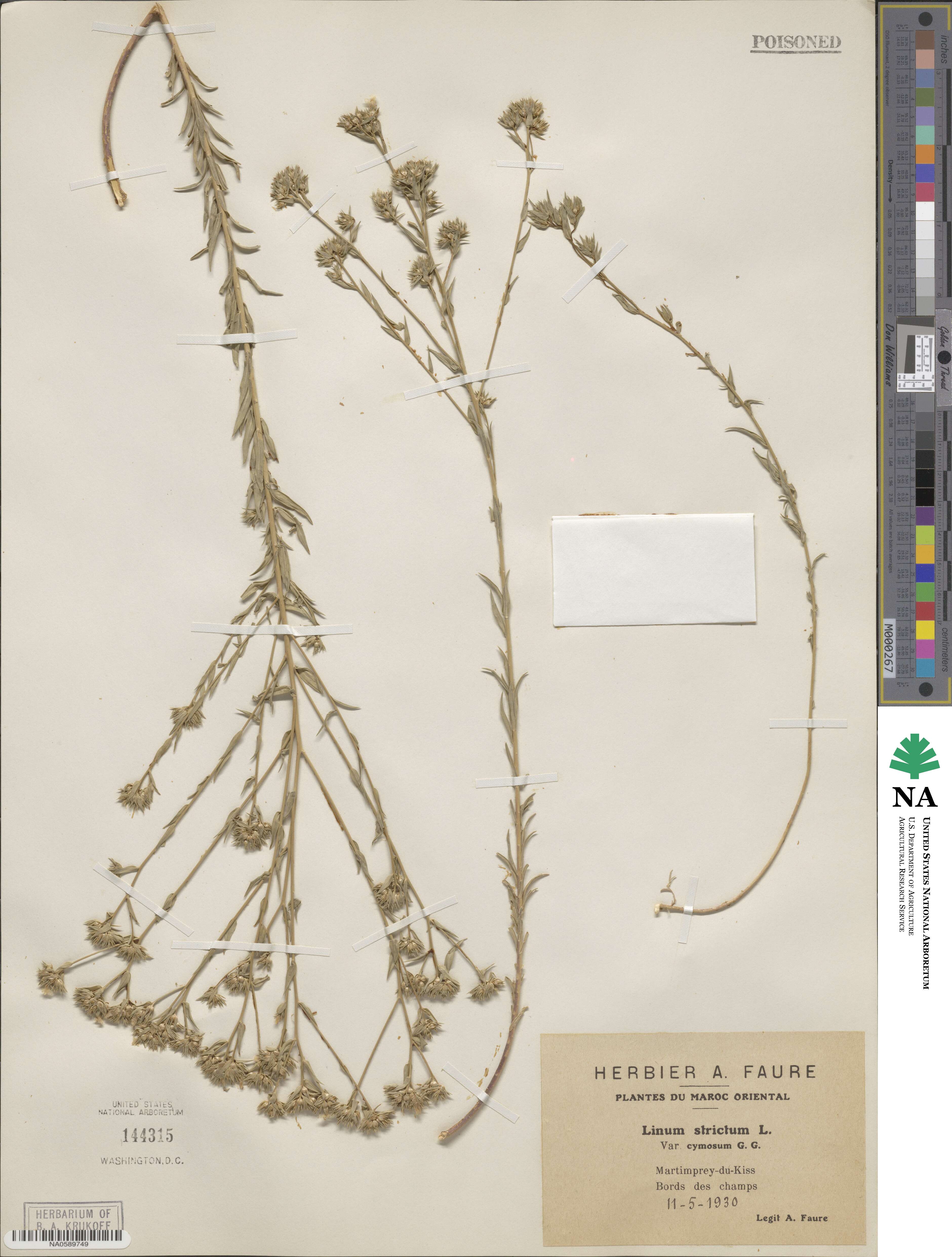 Linum strictum image
