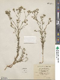 Linum strictum image