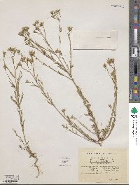 Linum strictum image