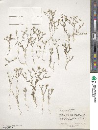 Linum trigynum image