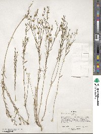 Linum usitatissimum image