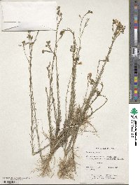 Linum alpinum image