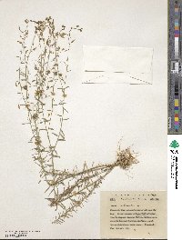 Linum austriacum image