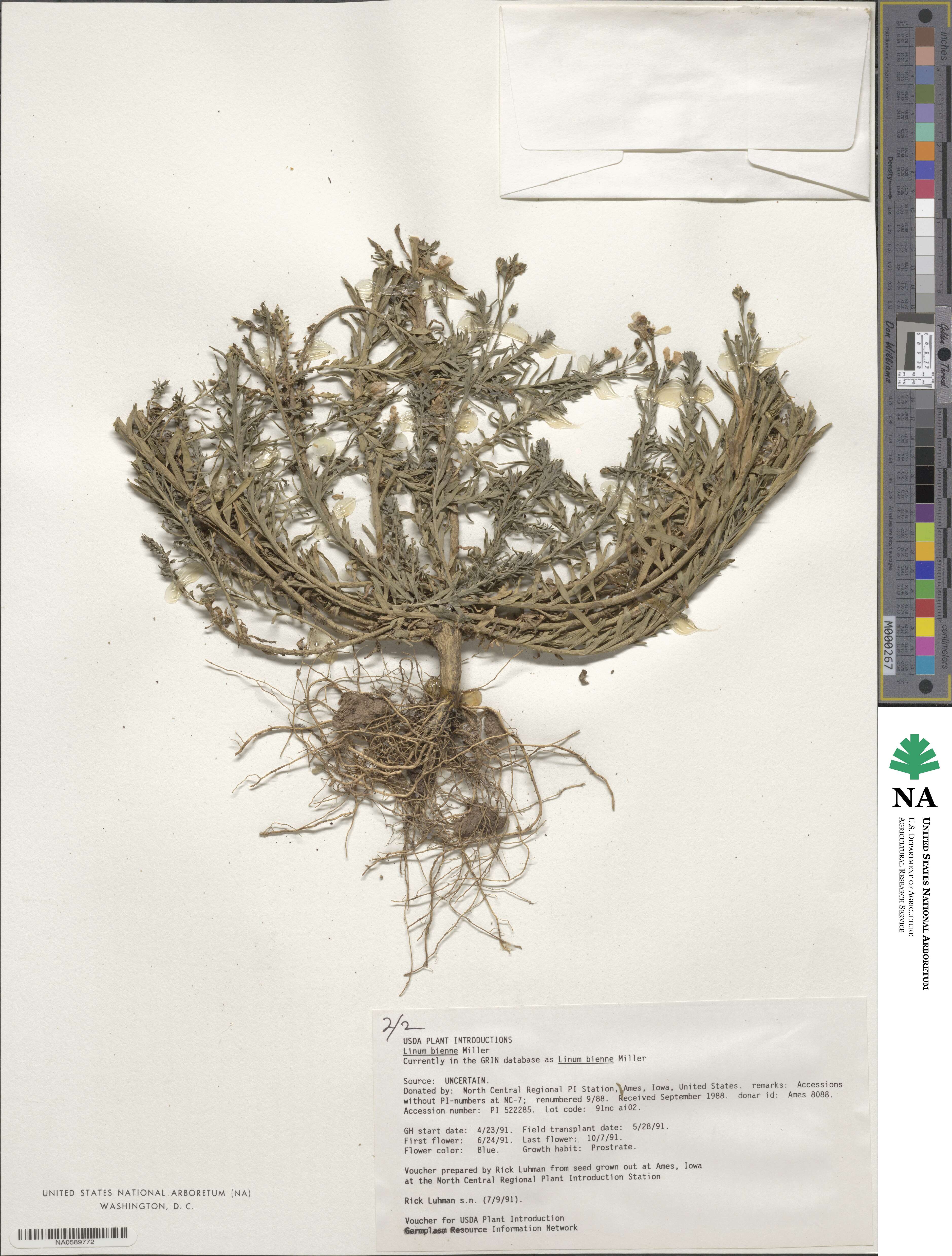 Linum bienne image