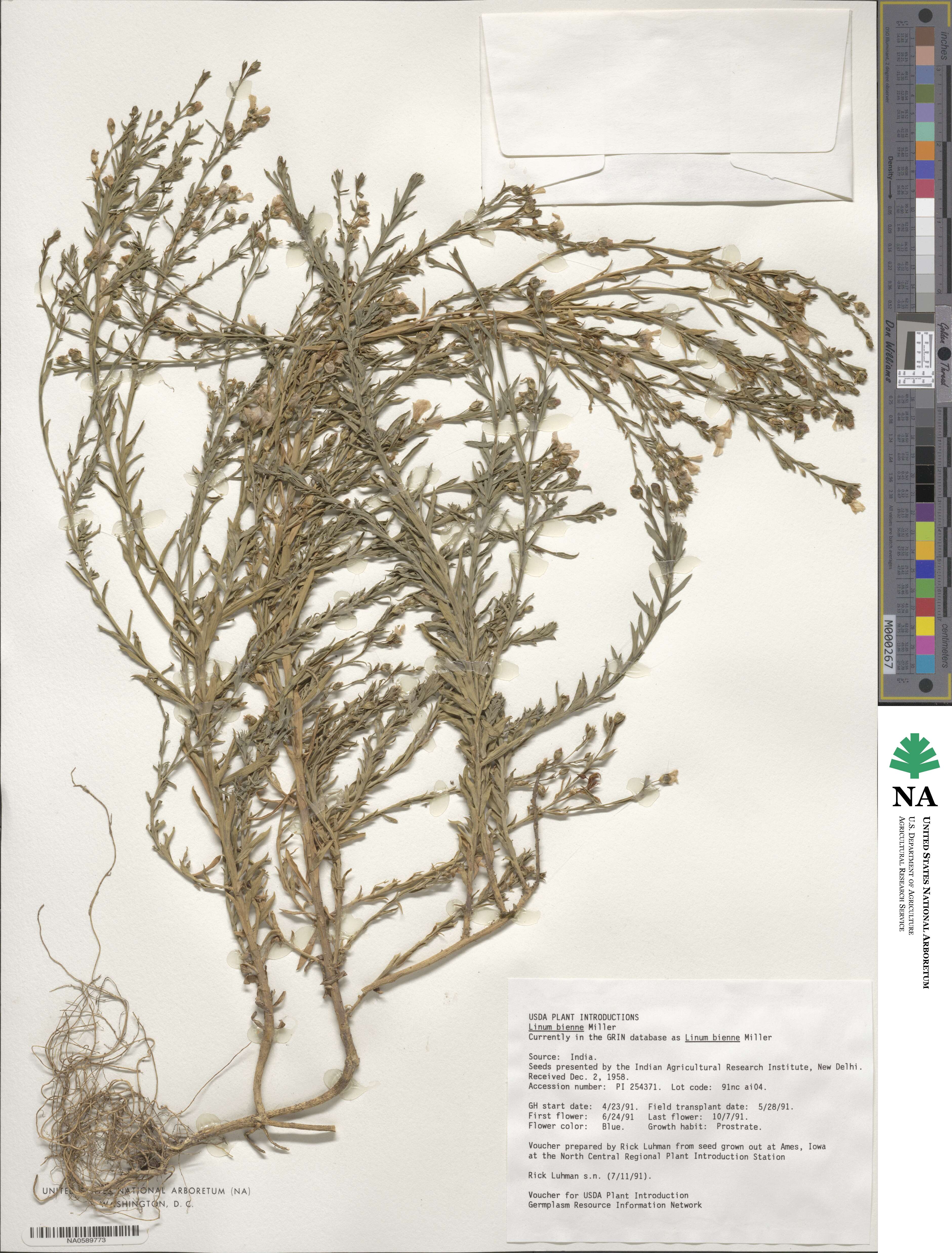 Linum bienne image