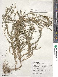 Linum bienne image