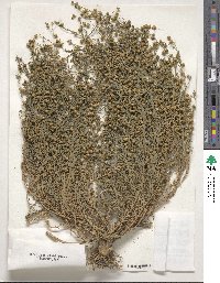 Linum bienne image