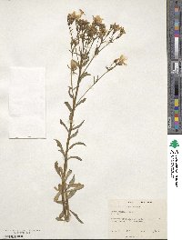 Linum dolomiticum image