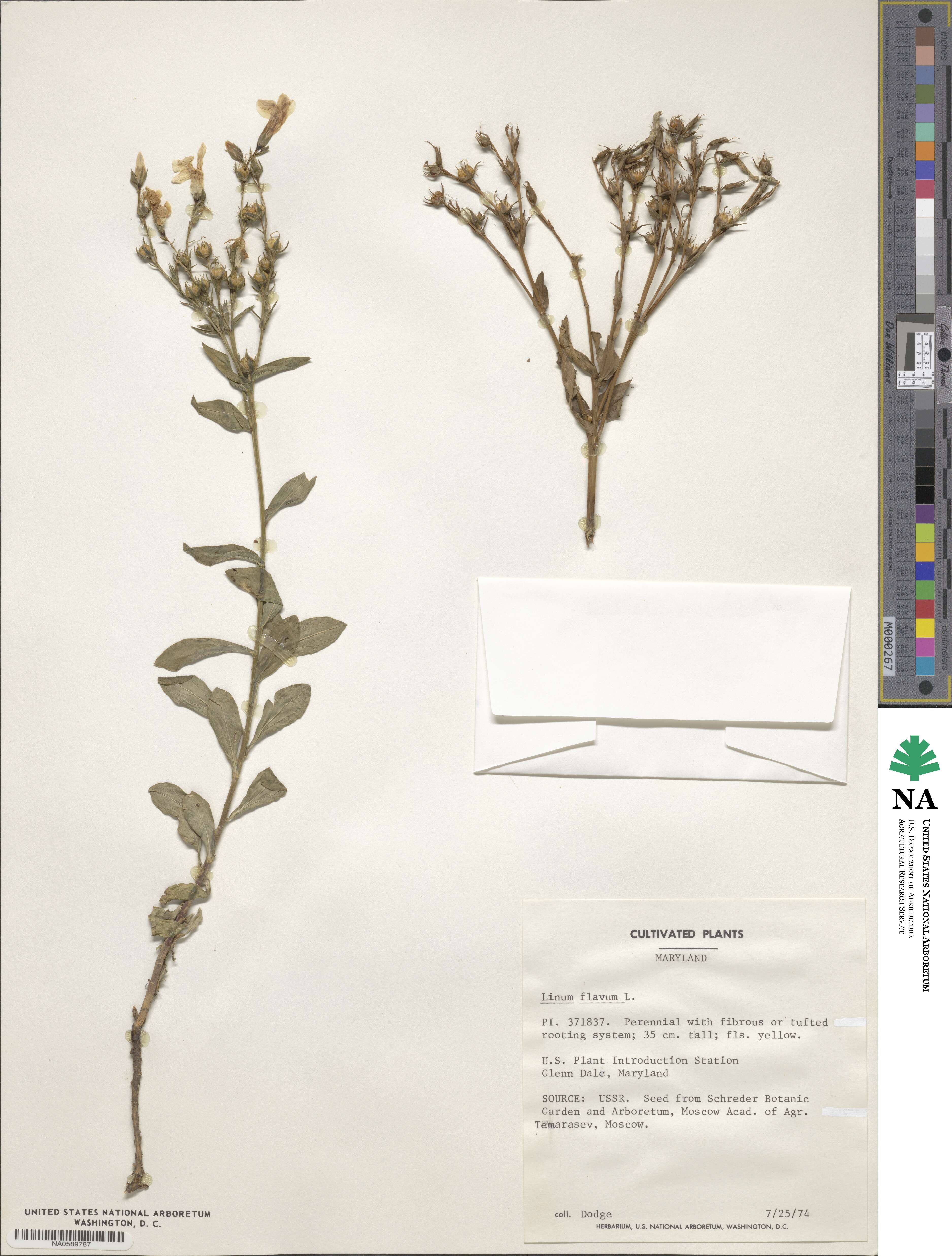 Linum flavum image