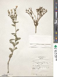 Image of Linum flavum