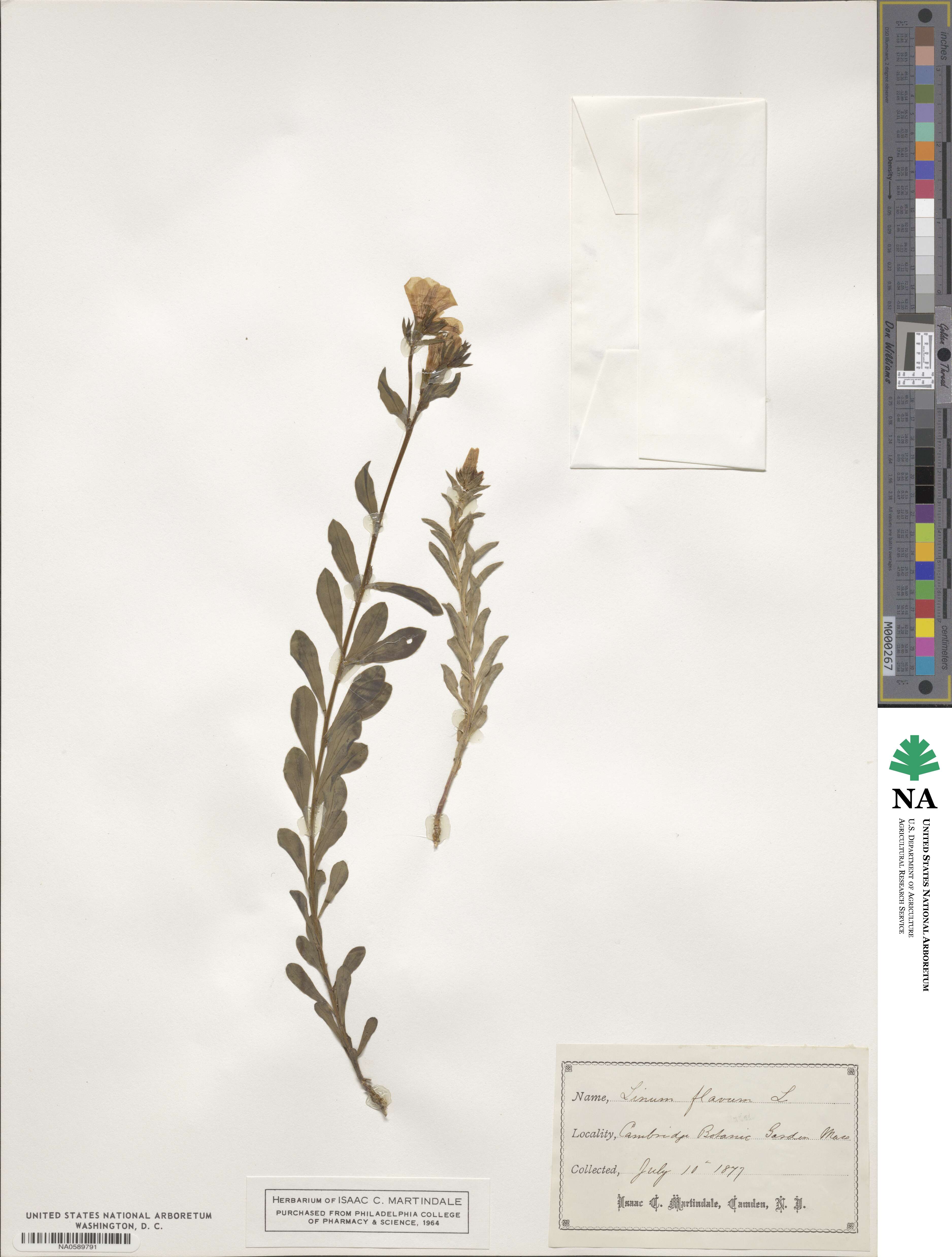 Linum flavum image