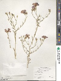 Linum grandiflorum image