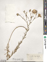 Linum grandiflorum image