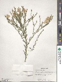 Linum grandiflorum image