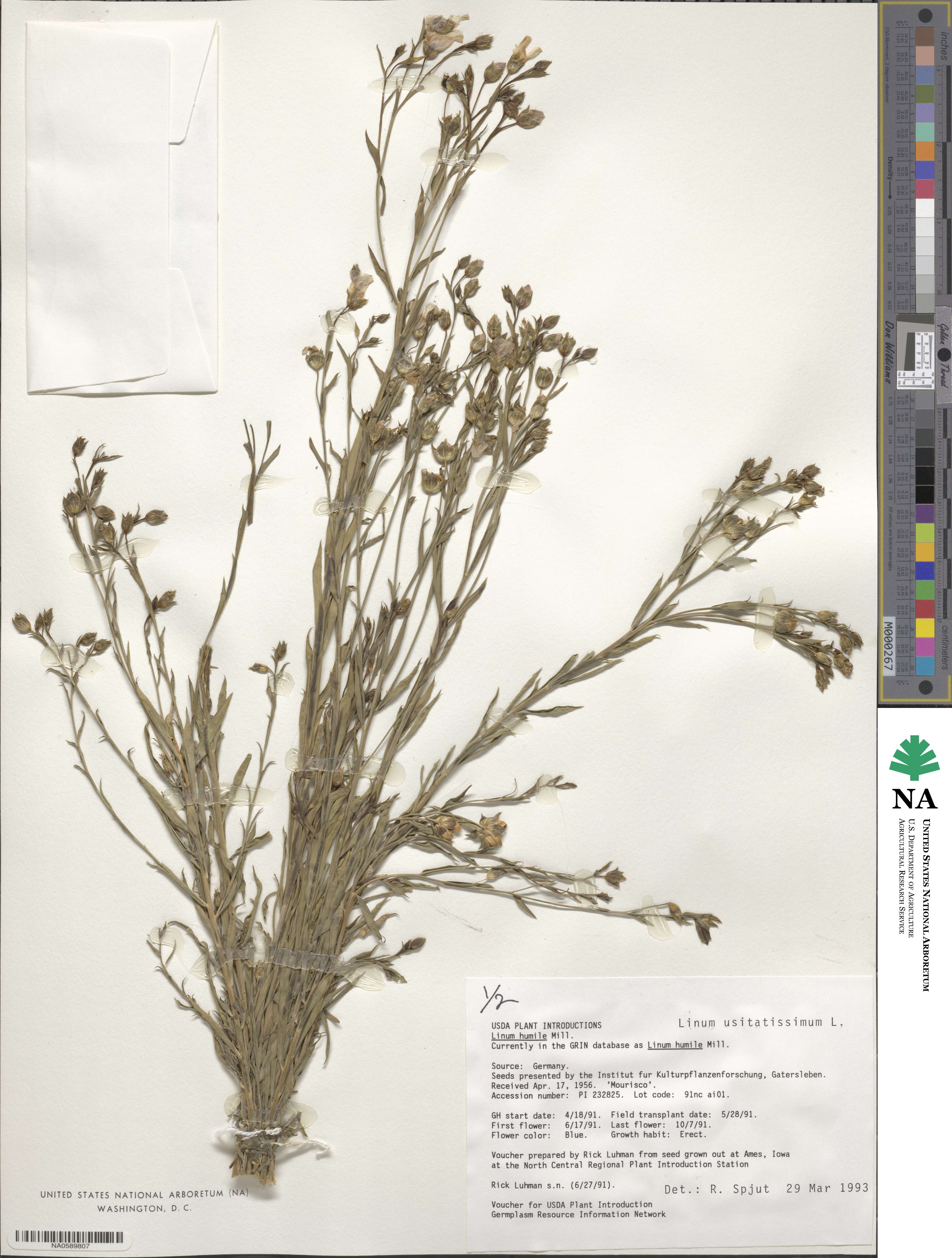 Linum mysorense image