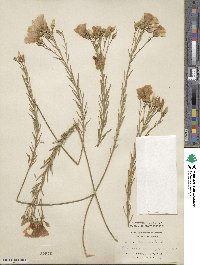 Linum monogynum image