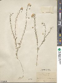 Linum perenne image