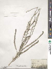 Linum perenne image