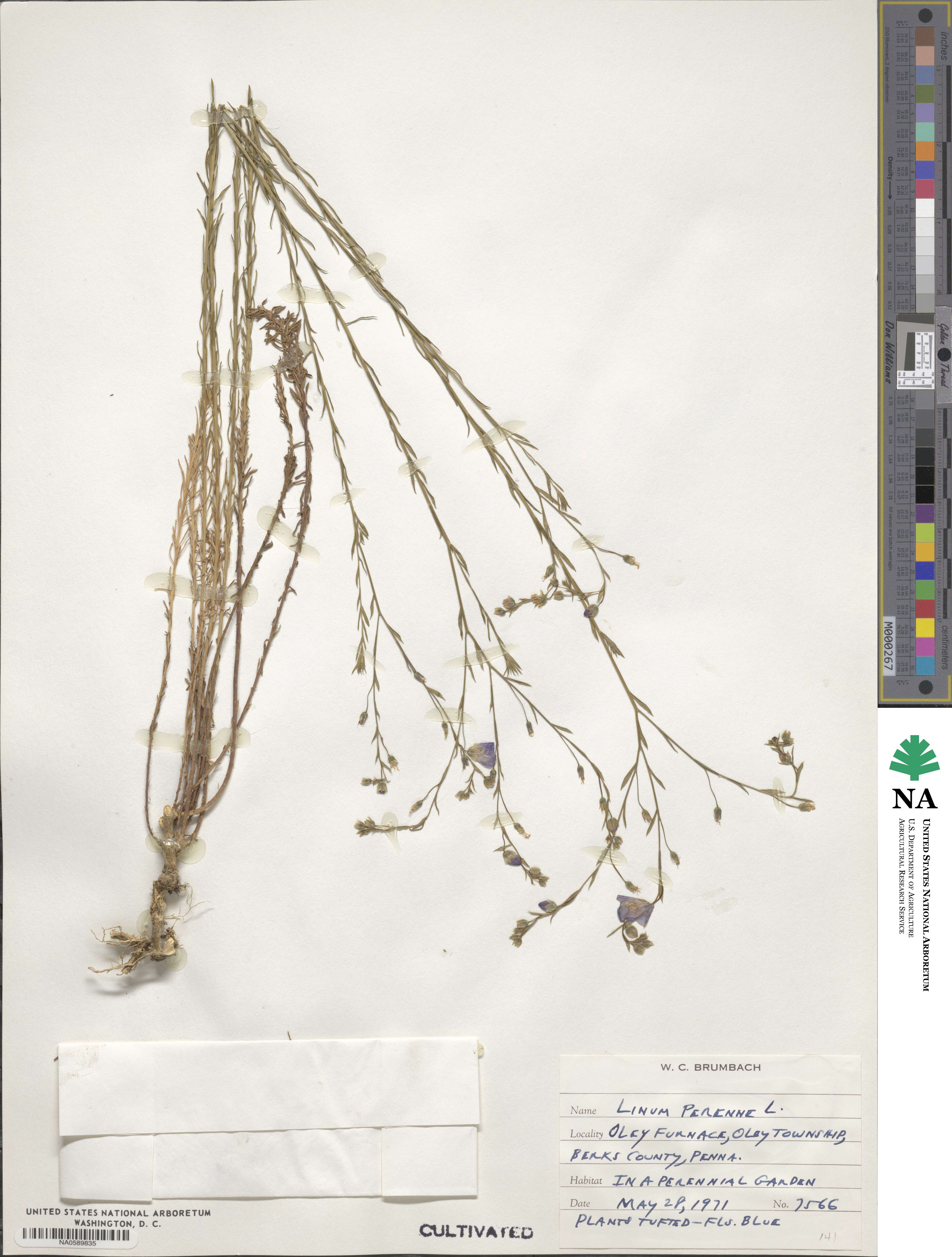 Linum perenne image