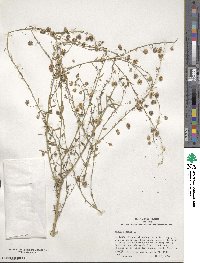 Linum perenne image