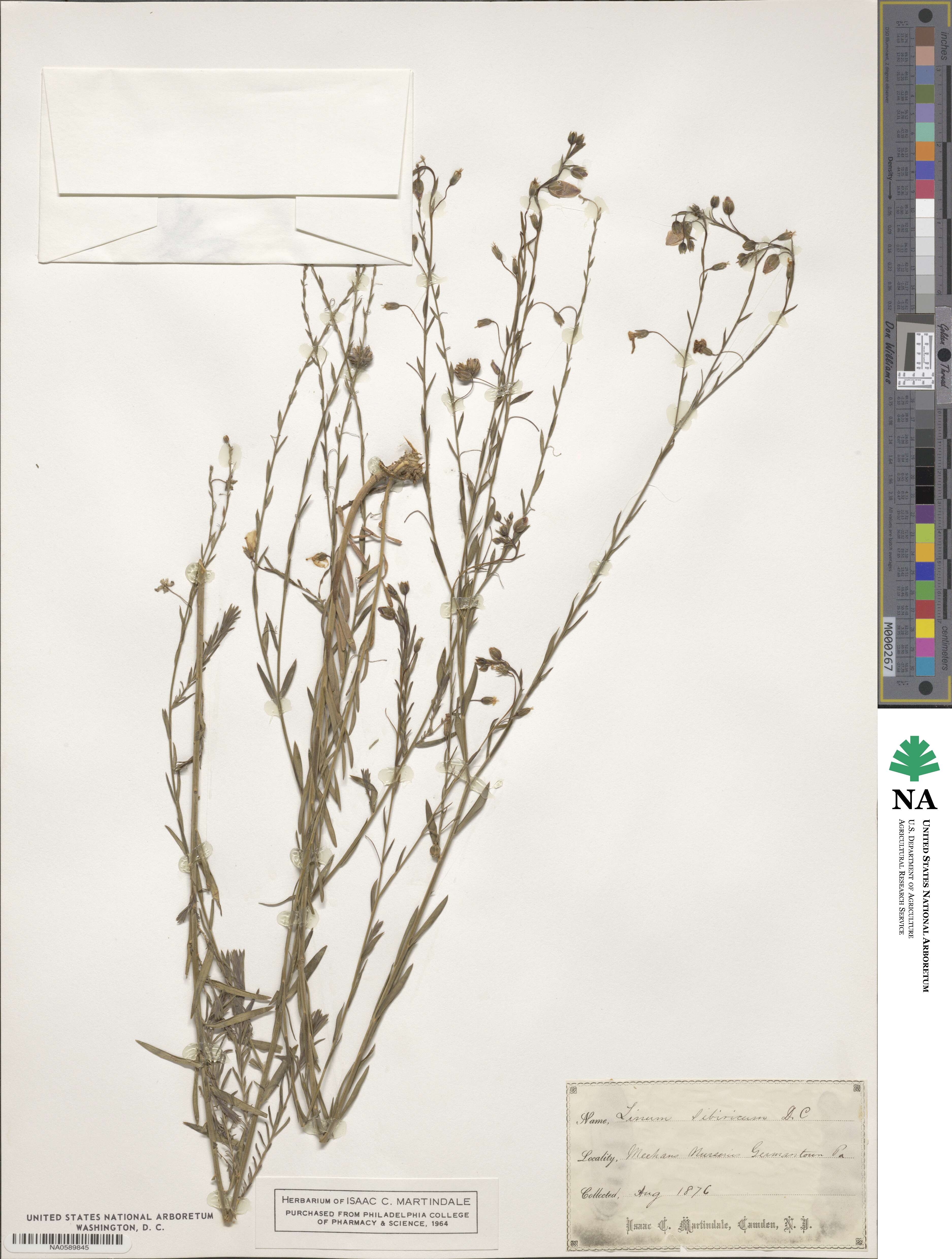 Linum perenne subsp. perenne image