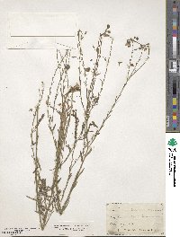 Linum perenne subsp. perenne image