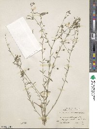 Linum perenne image