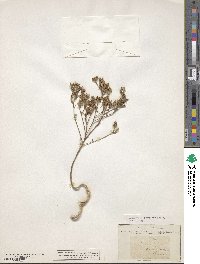 Linum strictum image