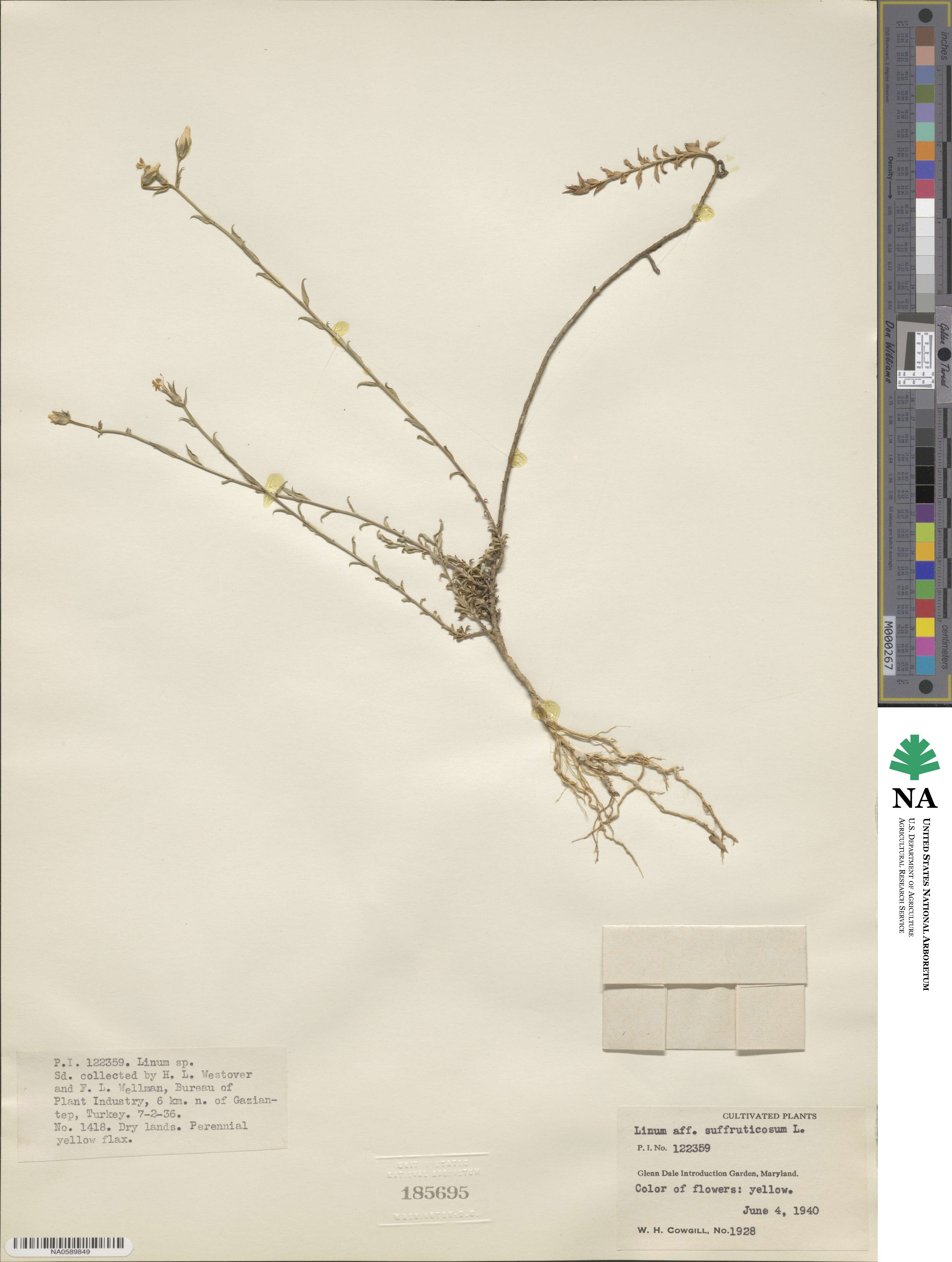 Linum suffruticosum image