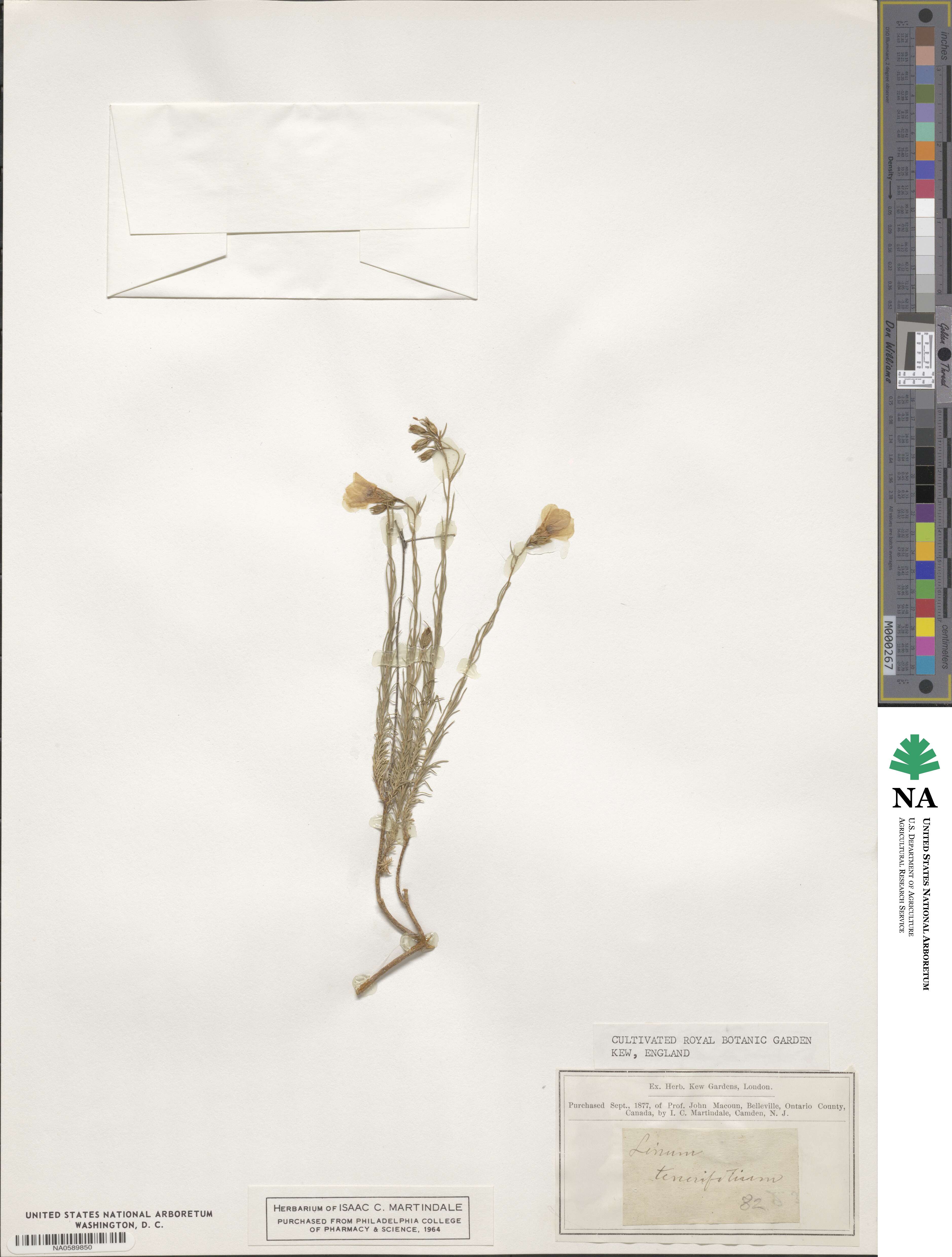 Linum tenuifolium image