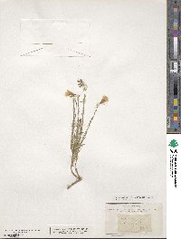 Linum tenuifolium image