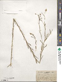 Linum usitatissimum image