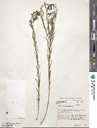 Linum usitatissimum image