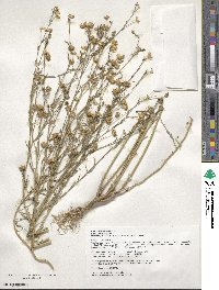 Linum usitatissimum image