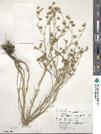 Linum usitatissimum image