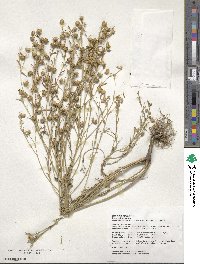 Linum usitatissimum image