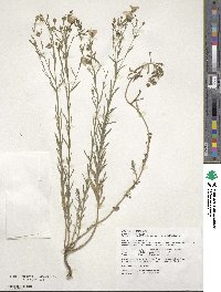 Linum usitatissimum image