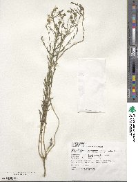 Linum usitatissimum image